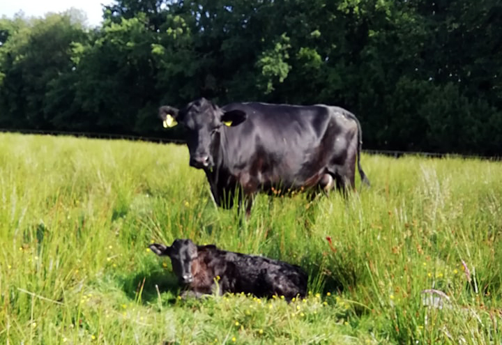 Taw Top Farm Langatons