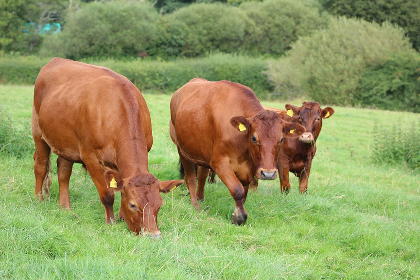 Taw Top Farm Langatons