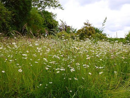 Sustainable Chulmleigh ... Working towards a greener future