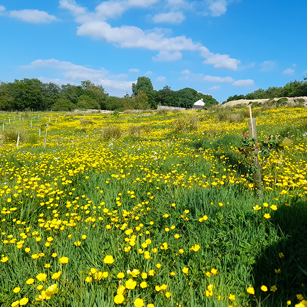 Sustainable Chulmleigh ... Working towards a greener future