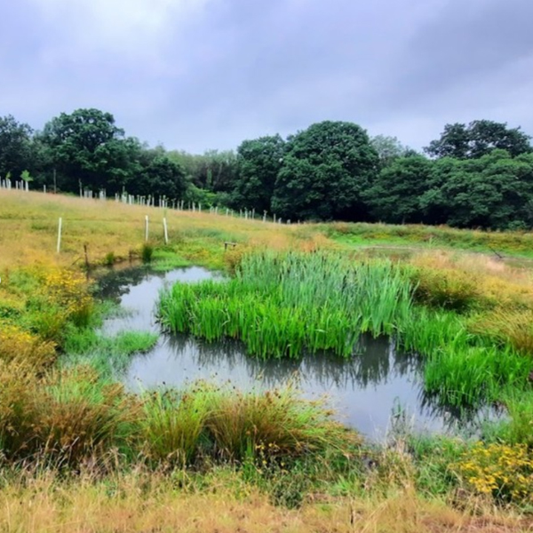 Sustainable Chulmleigh ... Working towards a greener future